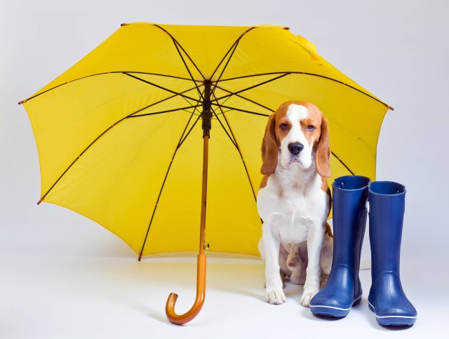 雨の日でもOK！犬とお出かけできるスポットをご紹介